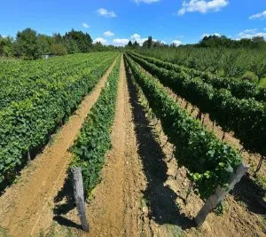 The application of power tillers